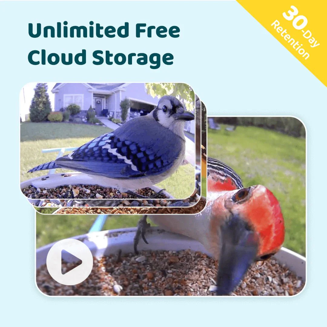 Birdfy Smart Bird Feeder With Camera - Image 3