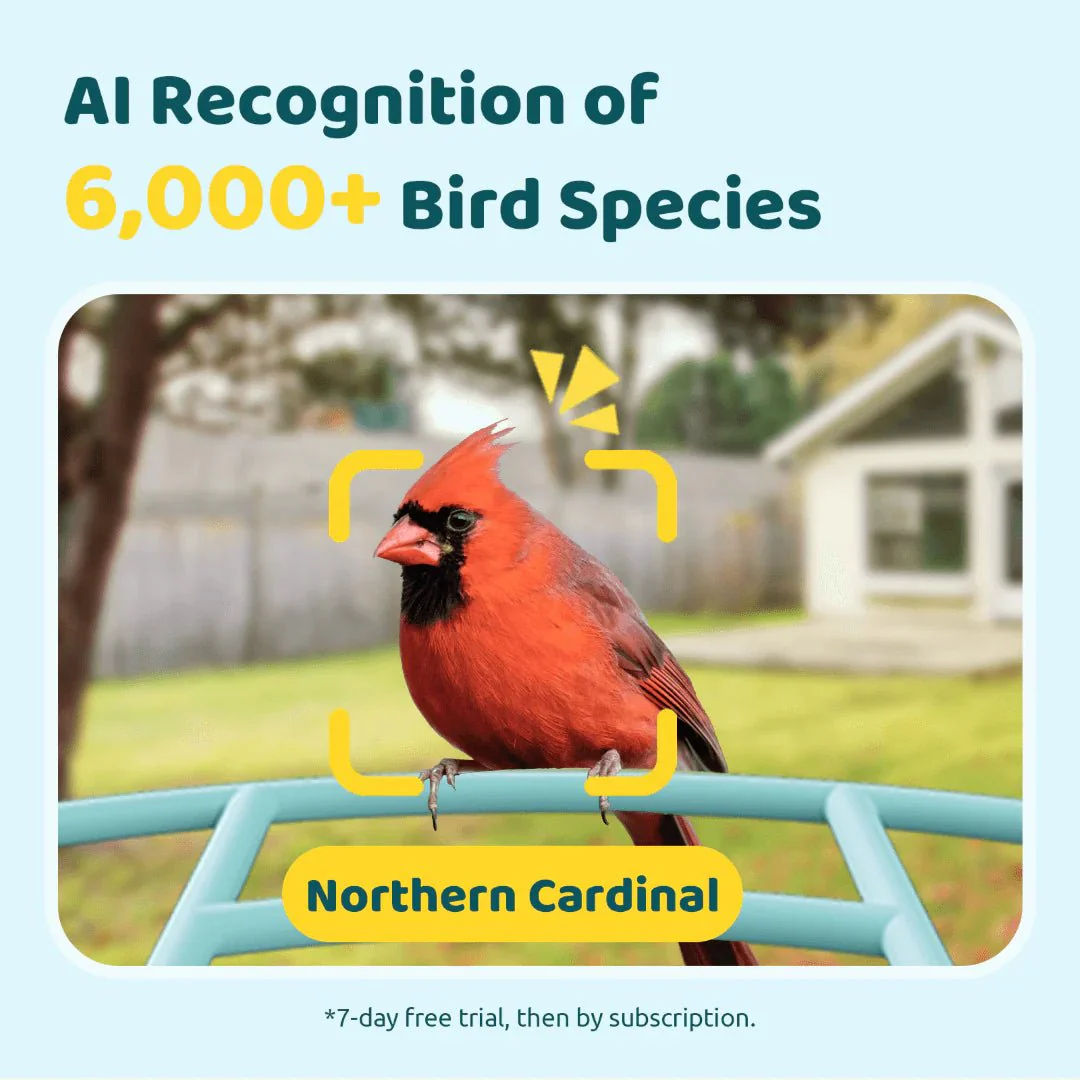 Birdfy Smart Bird Feeder With Camera - Image 4