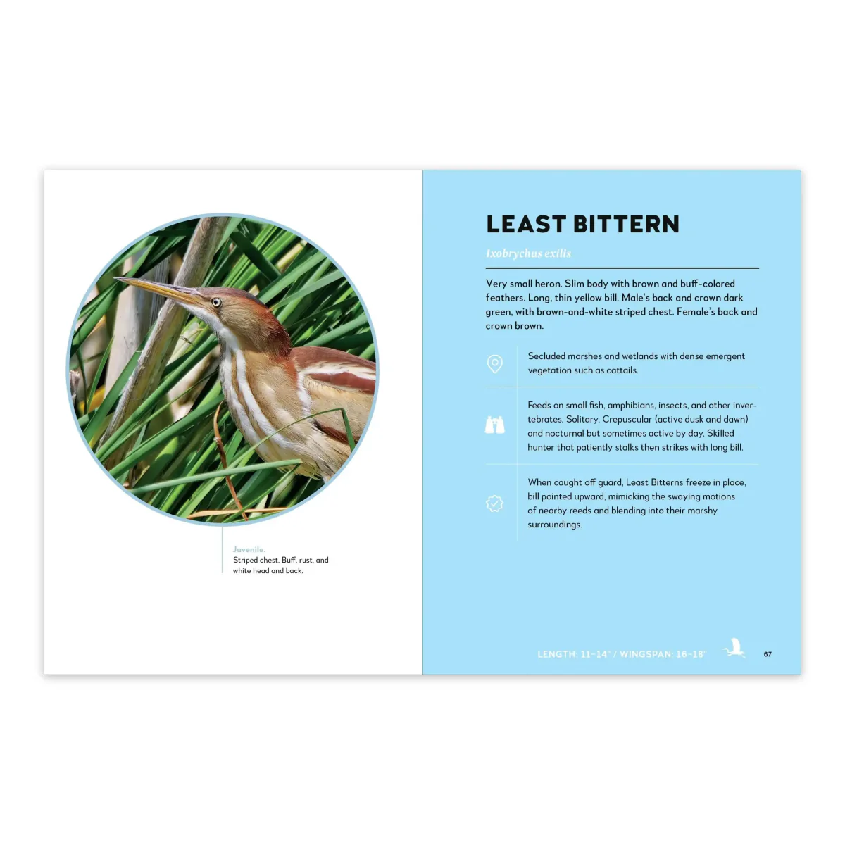 Birds of the Great Lakes - Image 4