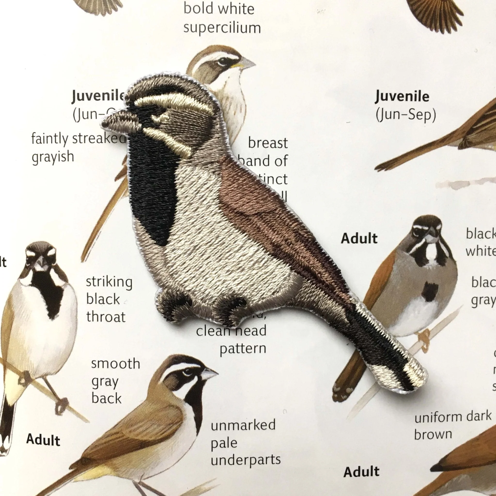Black-throated Sparrow Patch - Image 3