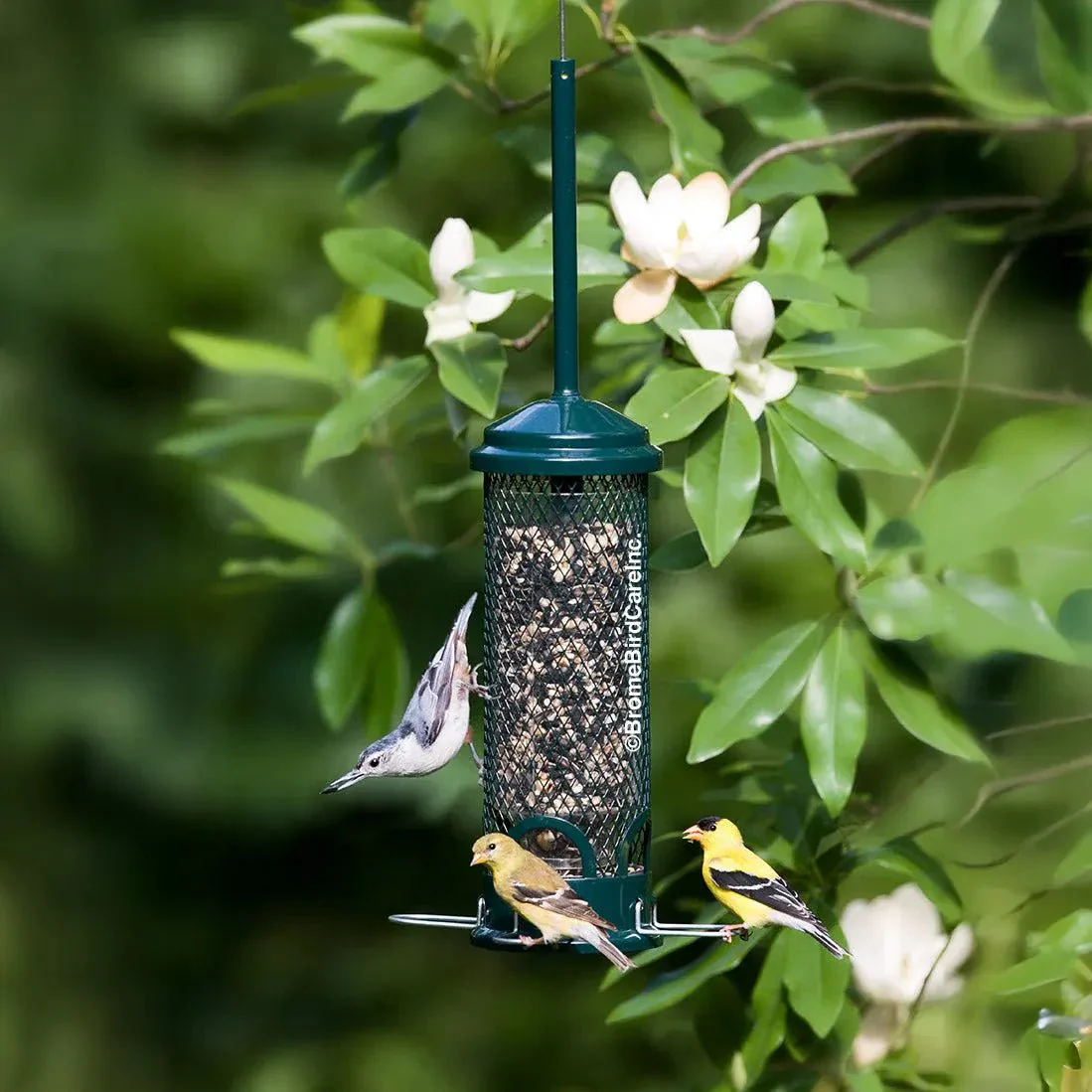Brome Squirrel Buster Mini Squirrel-proof Bird Feeder - Image 3