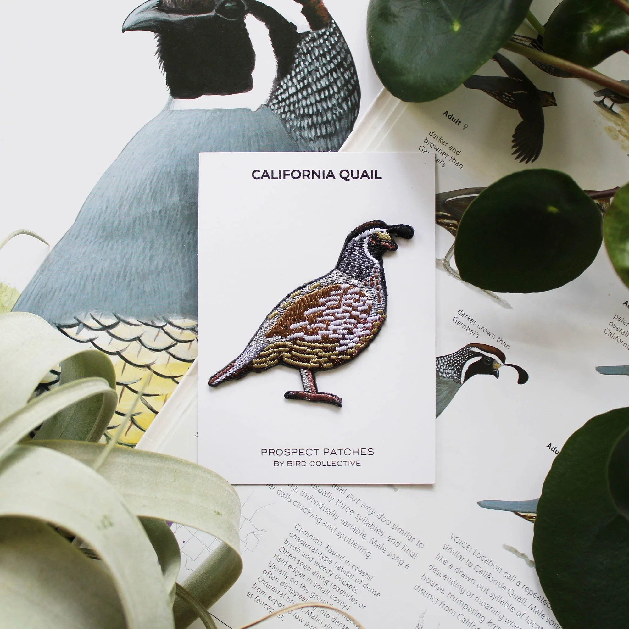 California Quail Patch - Image 3