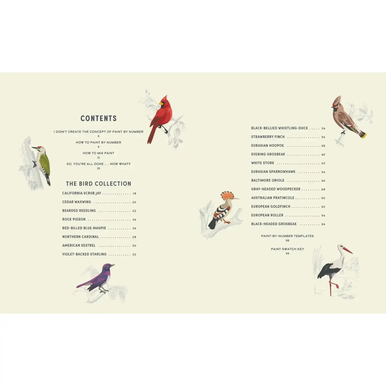 Coloready Birds - Image 3