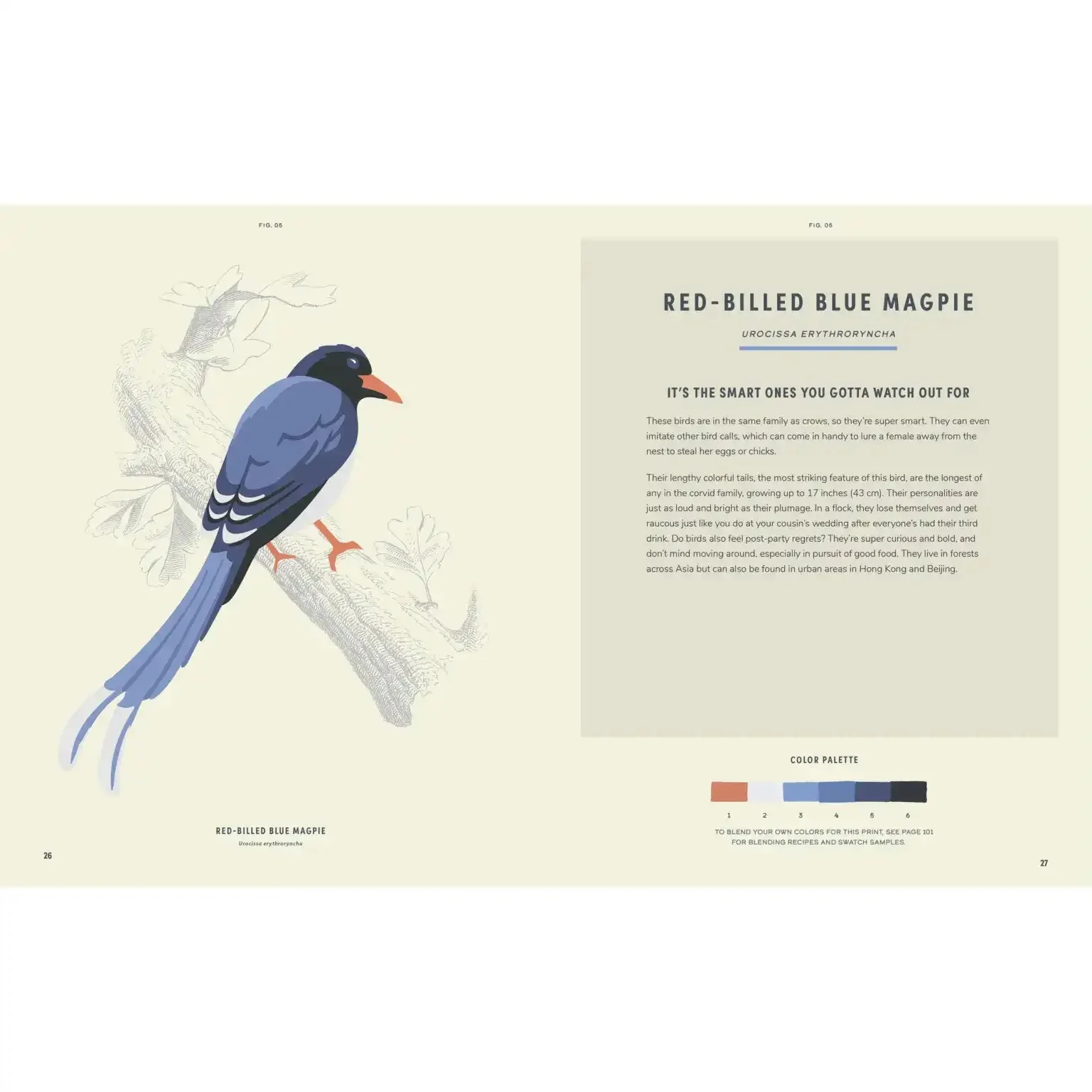 Coloready Birds - Image 4