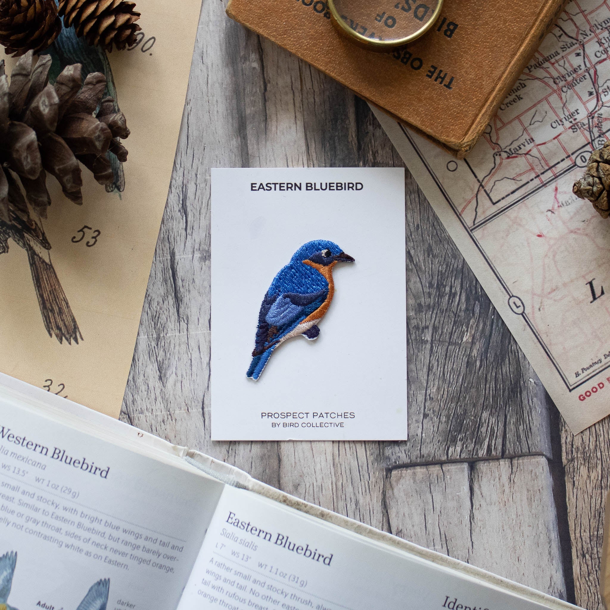 Eastern Bluebird Patch - Image 3