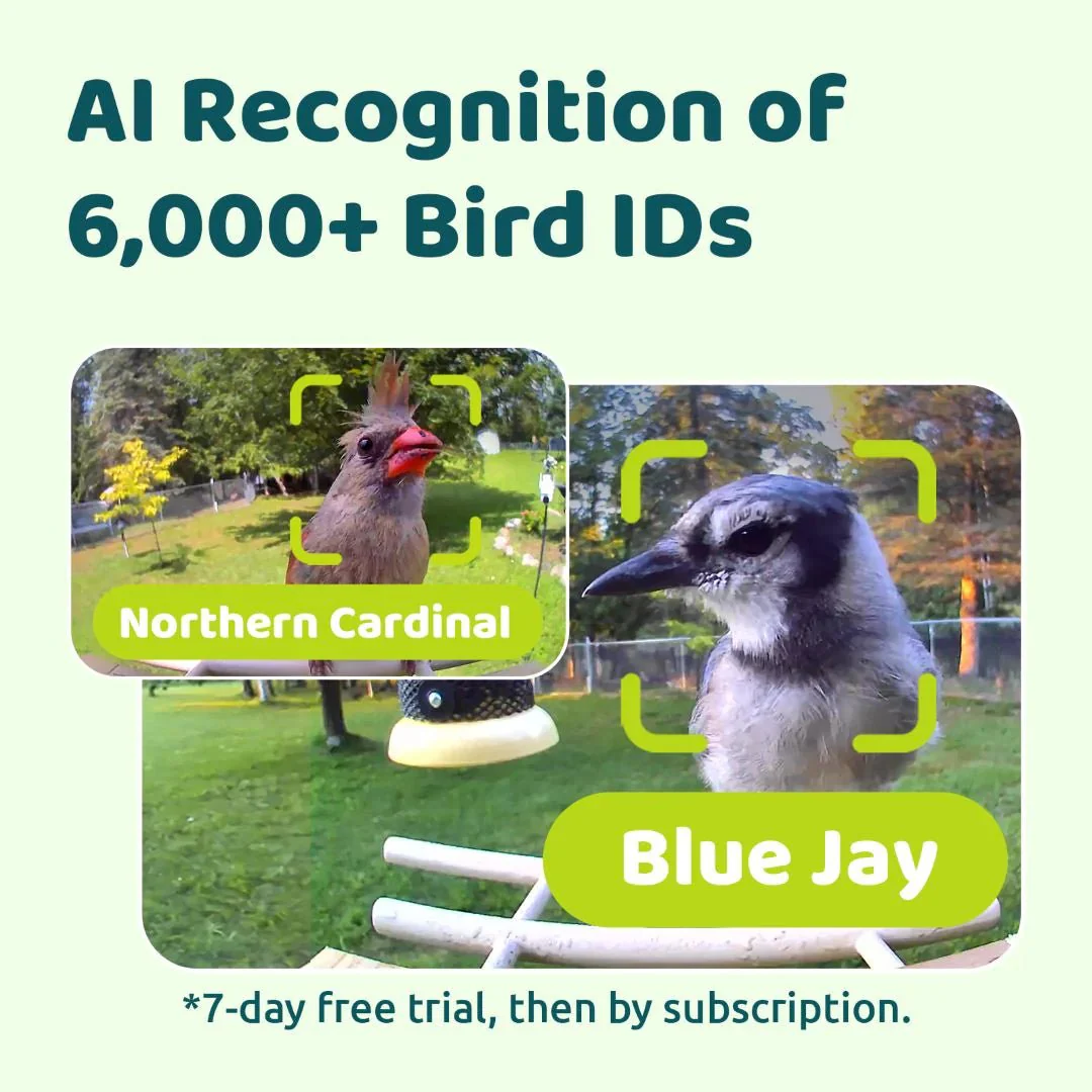 Birdfy Ebony Wooden Smart Bird Feeder With Camera - Image 3