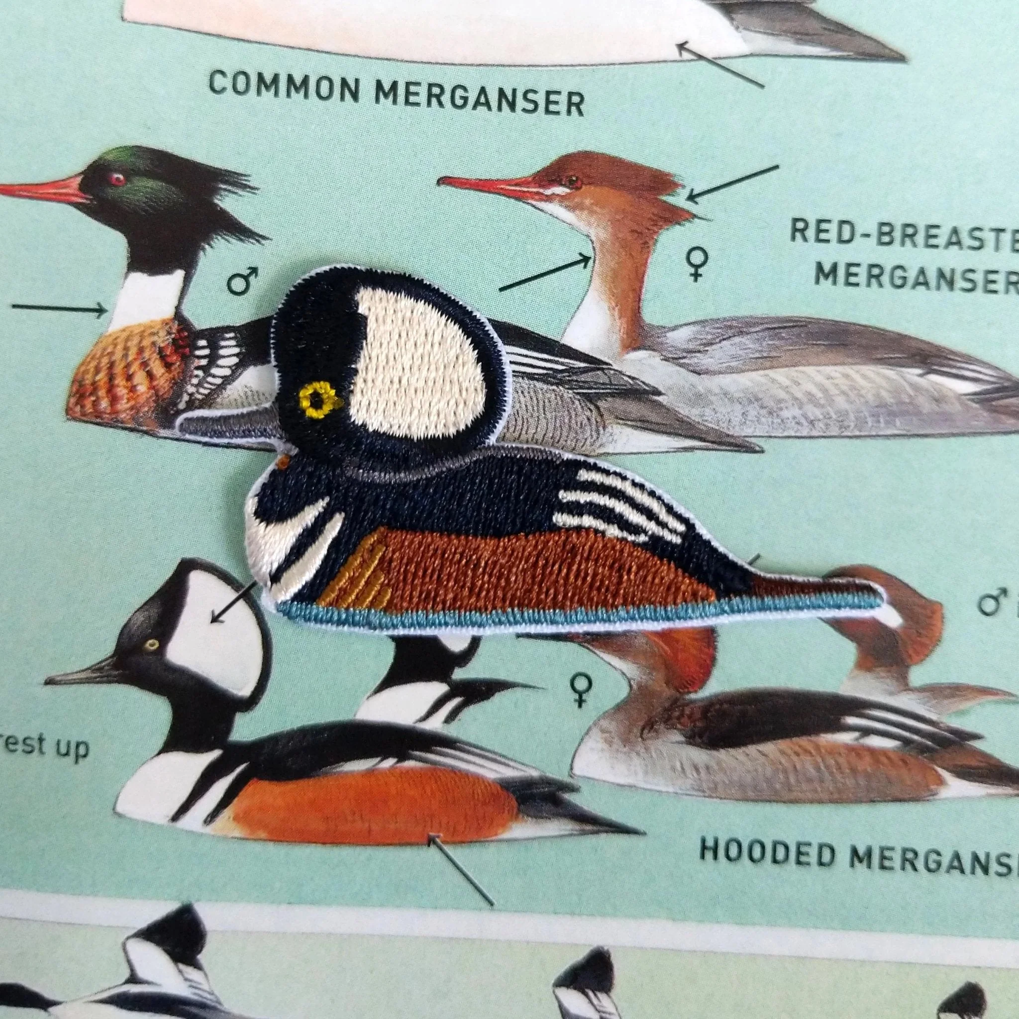 Hooded Merganser Patch - Image 5