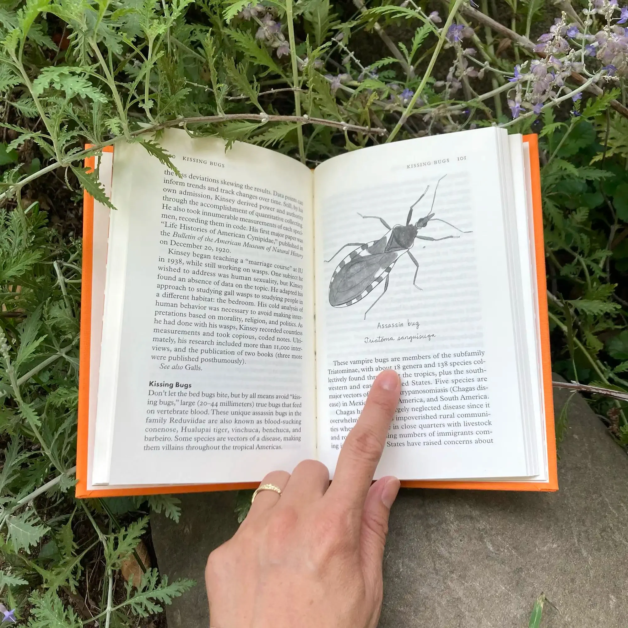 Insectpedia - Image 3