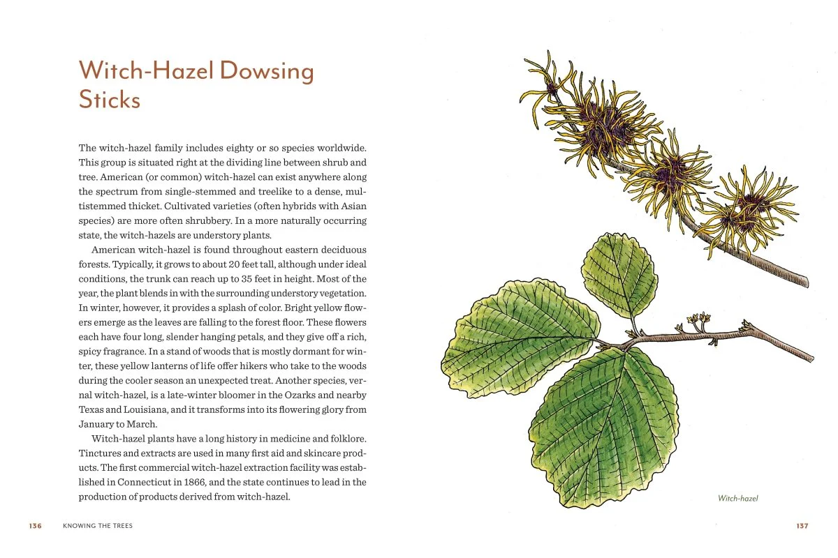 Knowing the Trees - Image 5
