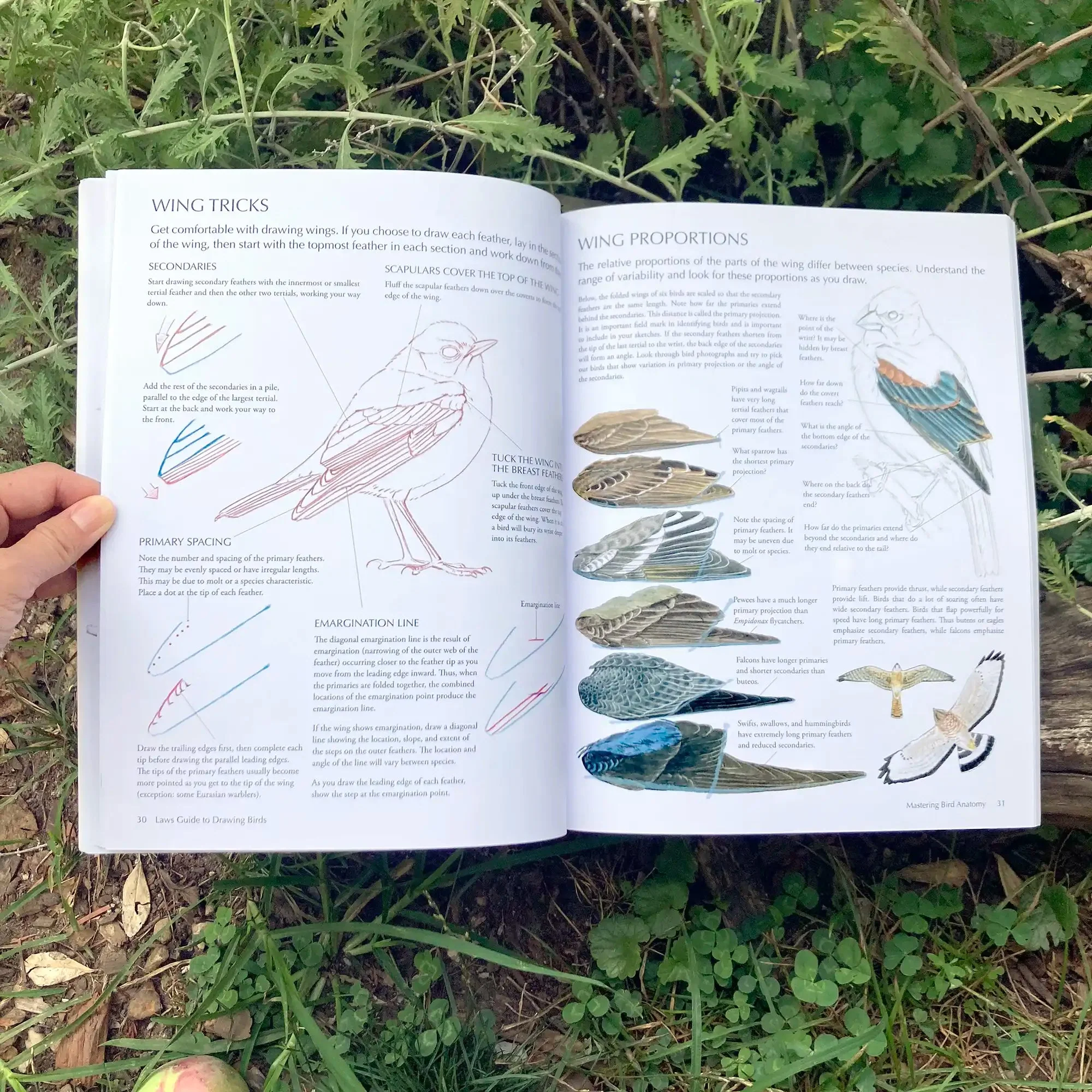 Laws Guide To Drawing Birds - Image 2