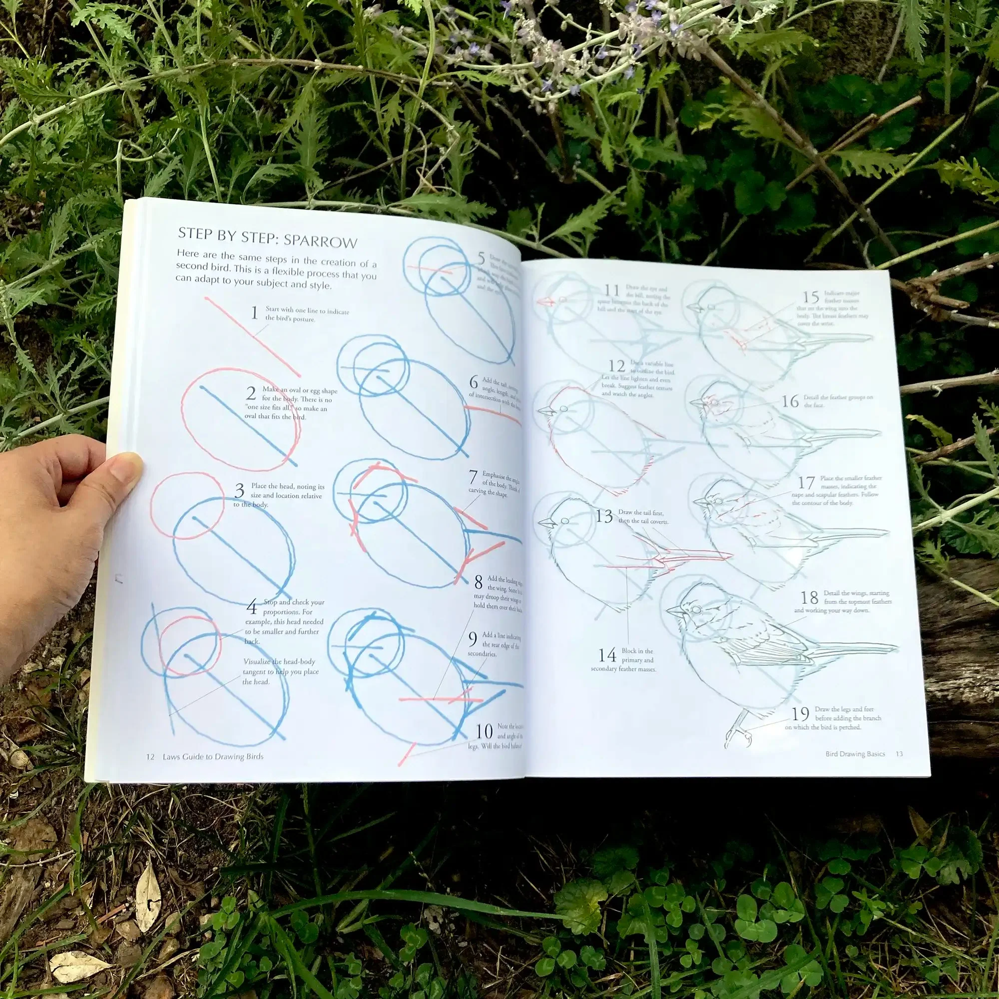 Laws Guide To Drawing Birds - Image 4