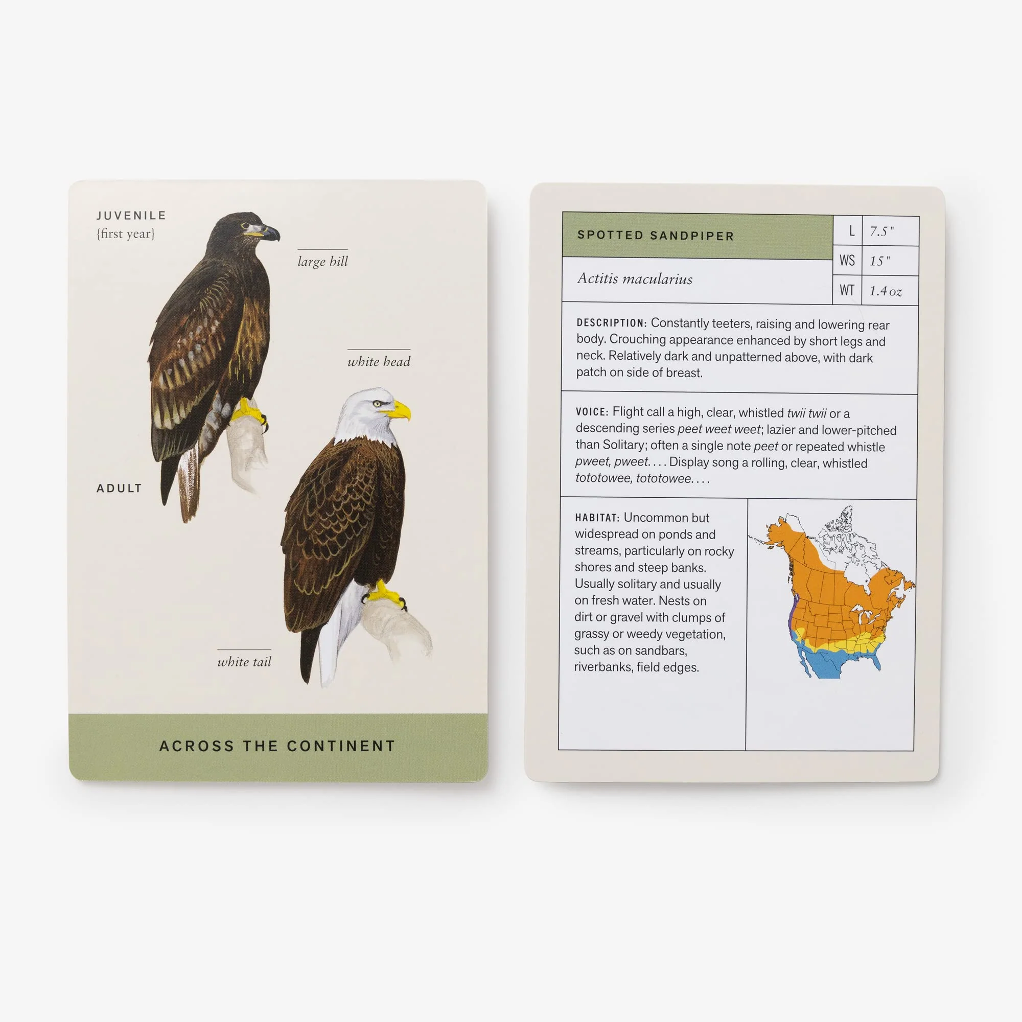 Sibley Backyard Birding Flashcards, Revised and Updated - Image 4