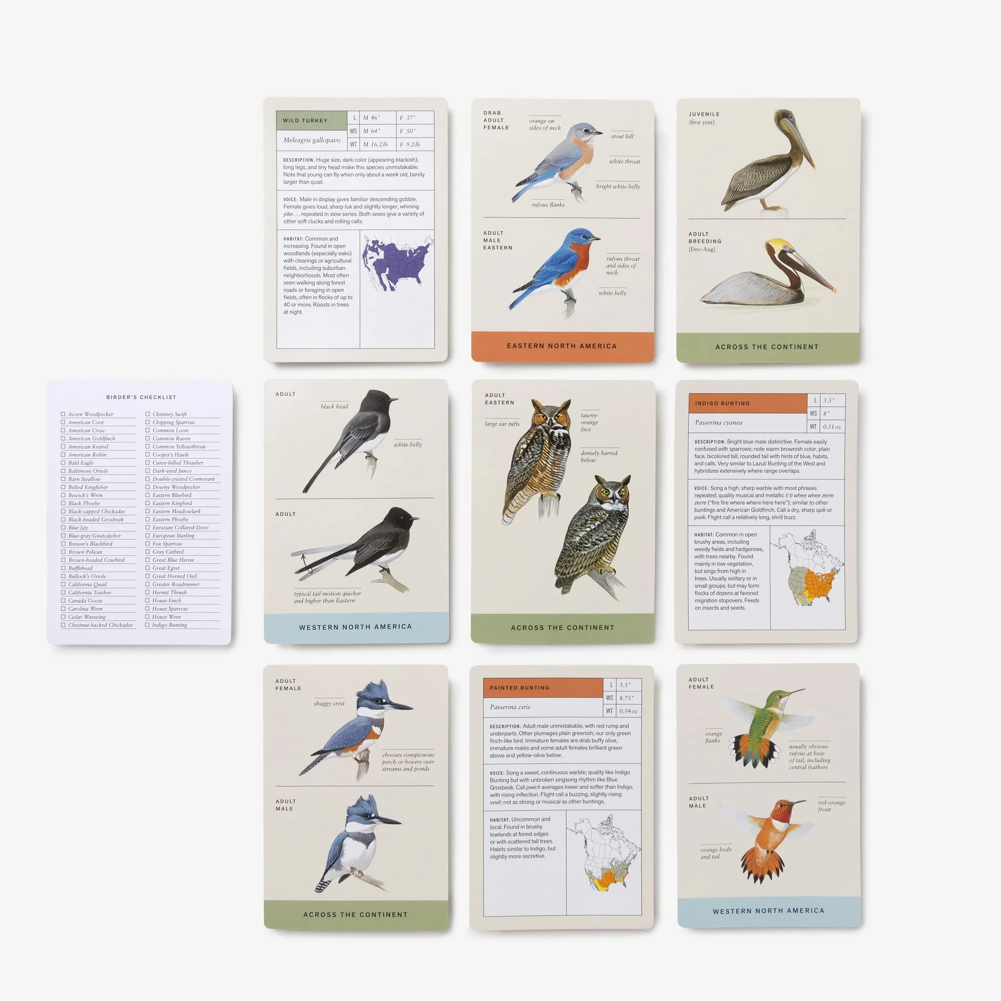 Sibley Backyard Birding Flashcards, Revised and Updated - Image 5