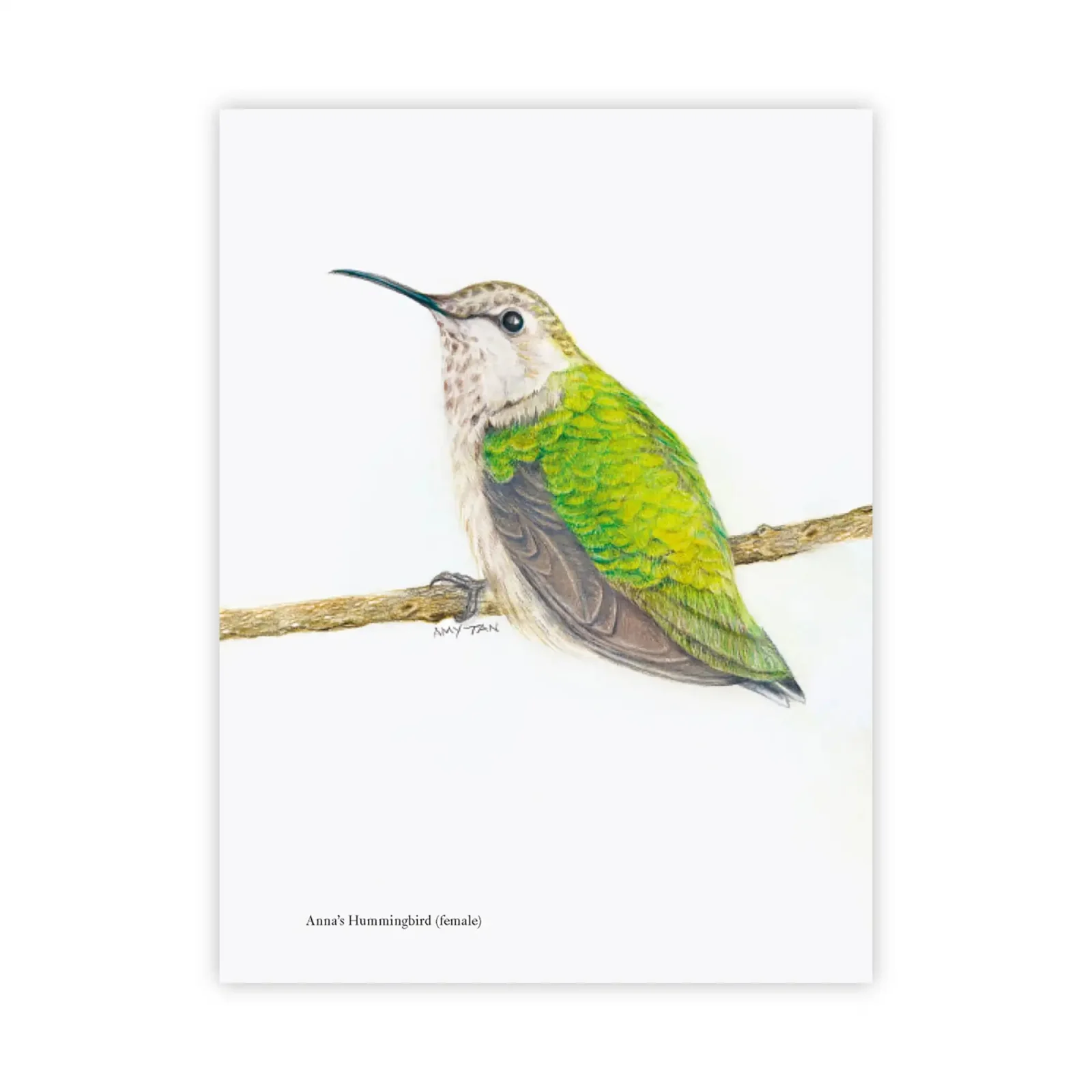 The Backyard Bird Chronicles - Image 2