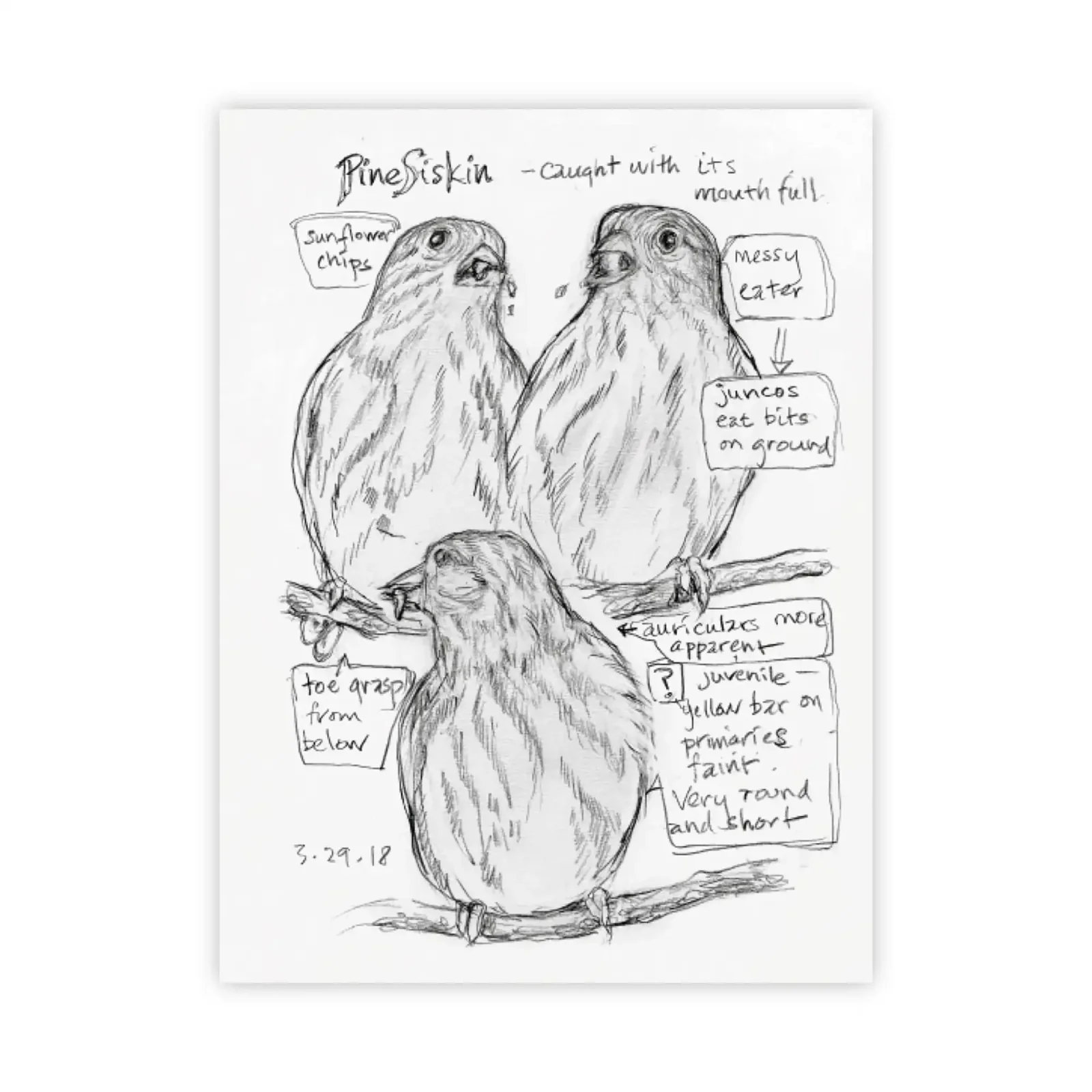 The Backyard Bird Chronicles - Image 6