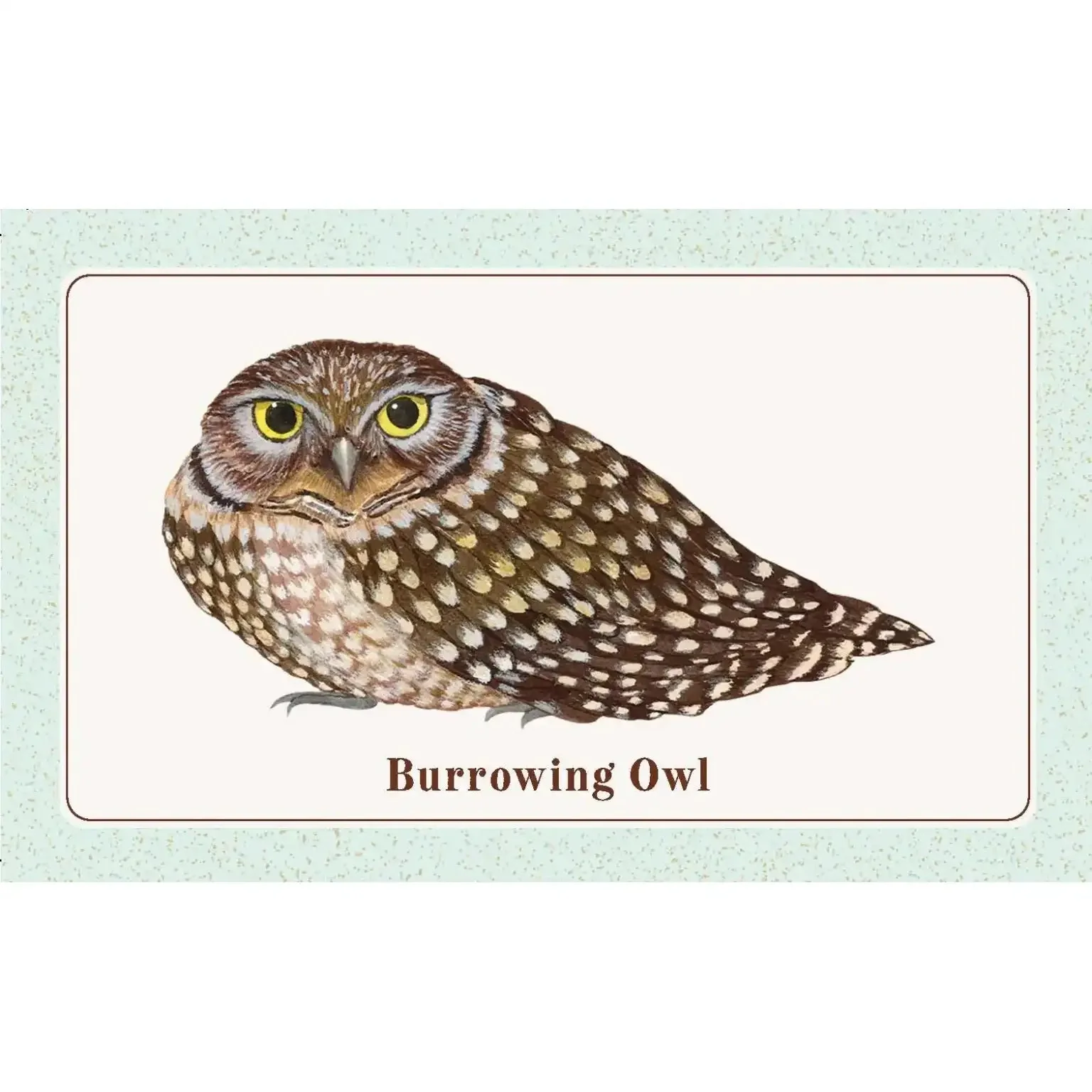 The Beginner Birder’s Deck - Image 6